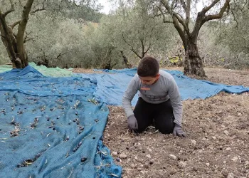 Zeytin hasadı soğuk ve çamur dinlemiyor
