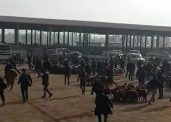 Kaçan boğa hayvan pazarını birbirine kattı
