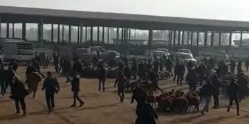 Kaçan boğa hayvan pazarını birbirine kattı