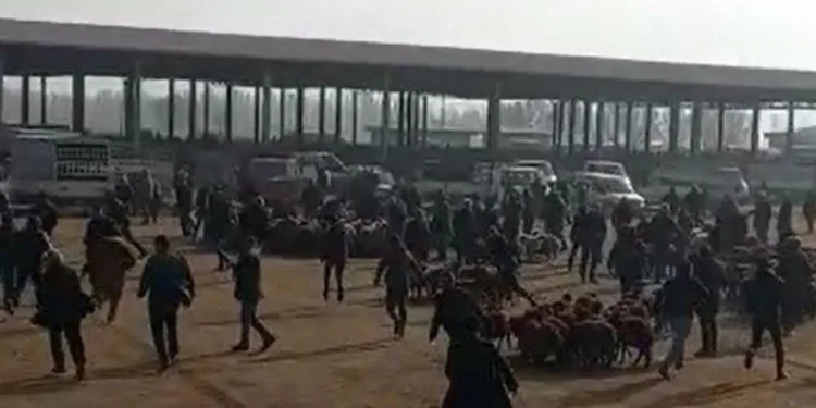 Kaçan boğa hayvan pazarını birbirine kattı