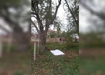 Feci kaza: kestiği ağaç sonu oldu