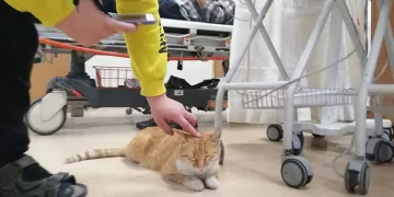 Üşüyen kedi geceyi hastanede geçirdi