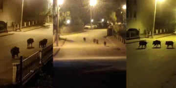 Aç kalan domuzlar yiyecek aradı