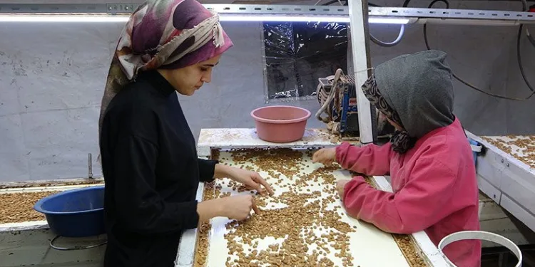 Kayısı çekirdeği ihracatı yüz güldürüyor