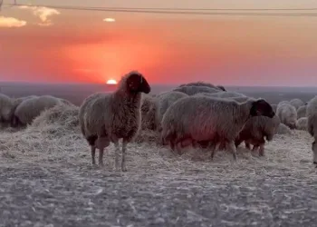 Sonbaharın en tatlı buluşması
