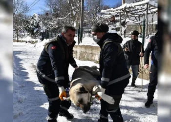 Binlerce sokak hayvanı şifa buldu