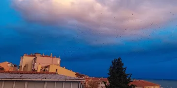 Gökyüzünde karga istilası
