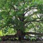 10 bin anıt ağaç koruma altında