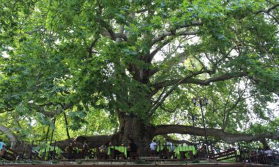 10 bin anıt ağaç koruma altında