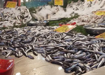 Hamsi tezgahlardaki yerini aldı