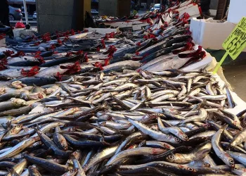 Karadeniz hamsisi tezgâhlarda yerini aldı
