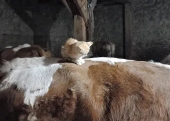 Yavru kedi uyumak için ineklerin sırtını tercih ediyor