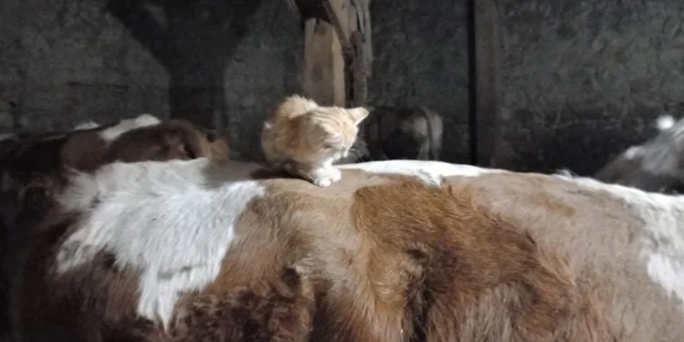 Yavru kedi uyumak için ineklerin sırtını tercih ediyor