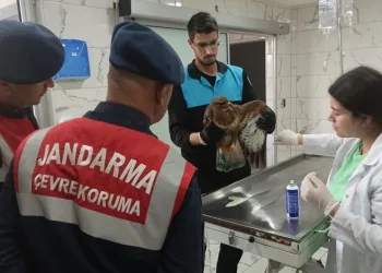 Yaralı şahine Bursa jandarması sahip çıktı