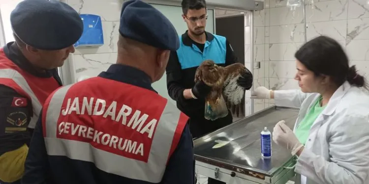 Yaralı şahine Bursa jandarması sahip çıktı