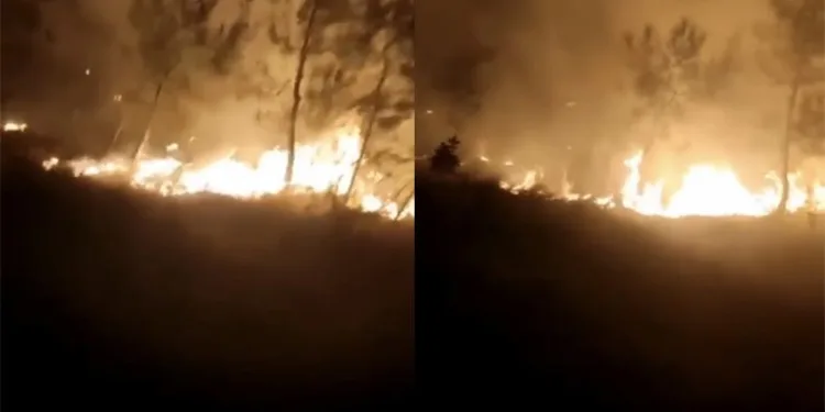 Bursa’da ormanlık alanda korkutan yangın
