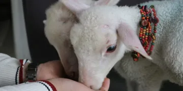 Öksüz kalan kuzulara bebek gibi bakıyorlar