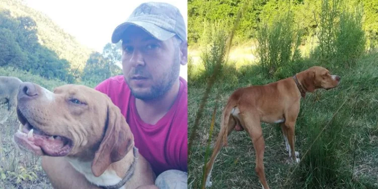 Köpeğini getirene kuzu hediye edecek