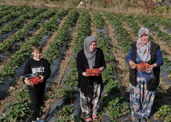 Bursa’da bu köy 7 ay çilek üretiyor