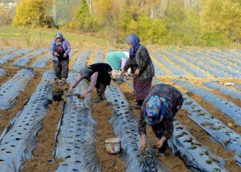 Nilüfer Belediyesi’nden kadın üreticilere çilek fidesi