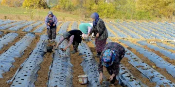 Nilüfer Belediyesi’nden kadın üreticilere çilek fidesi