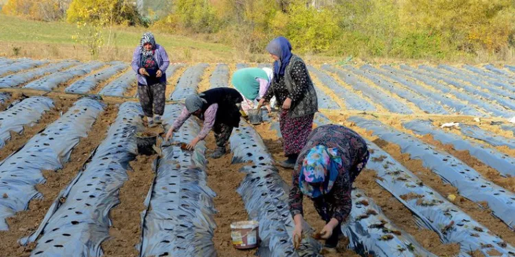 Nilüfer Belediyesi’nden kadın üreticilere çilek fidesi