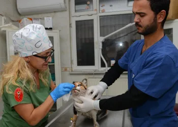 Hayvanseverler tarafından bulunan kedi sağlığına kavuştu