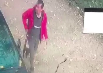 Sokak köpeğine ateş açtı