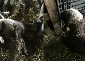 Sokak köpekleri ikinci kez saldırdı! 5 koyun telef oldu