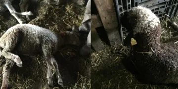 Sokak köpekleri ikinci kez saldırdı! 5 koyun telef oldu