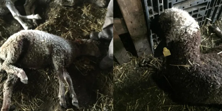 Sokak köpekleri ikinci kez saldırdı! 5 koyun telef oldu