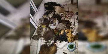 Kedi ve köpek ölüsü bulundu