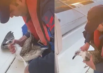 Martıya hayat kurtaran müdahale