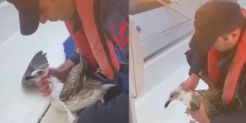 Martıya hayat kurtaran müdahale