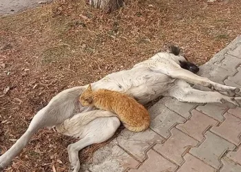 Sokak köpeği, kediyi emzirdi