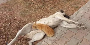 Sokak köpeği, kediyi emzirdi