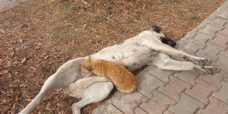 Sokak köpeği, kediyi emzirdi