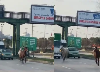 Başıboş atlar yollarda cirit atıyor