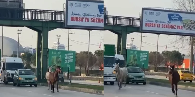 Başıboş atlar yollarda cirit atıyor