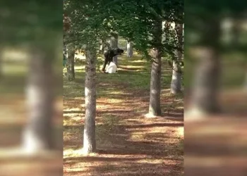 Köpeği kemerle döven şahıs yakalandı