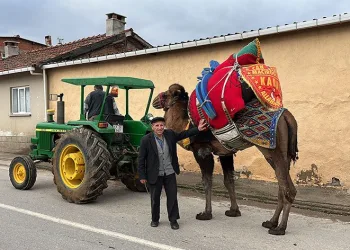 Devesini güreşlere traktör ile hazırlıyor