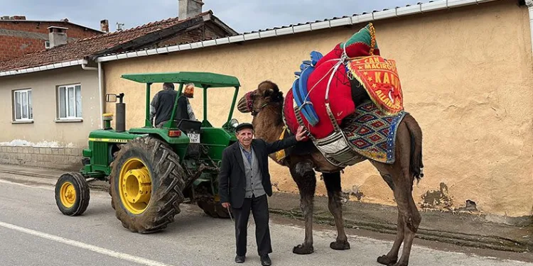 Devesini güreşlere traktör ile hazırlıyor