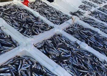 Havalar soğudu, hamsinin fiyatı arttı