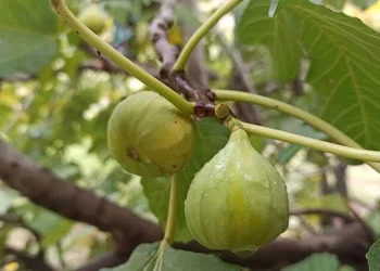 Aralık ayında dalından meyve
