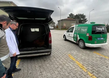 Elazığ’da yaralı tay tedavi altına alındı