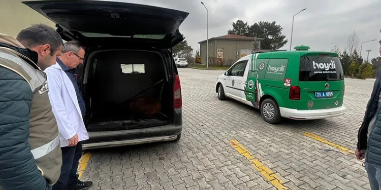 Elazığ’da yaralı tay tedavi altına alındı