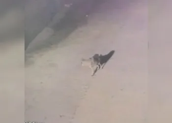 Konya’da aç kalan kurt ilçeye indi