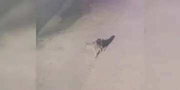 Konya’da aç kalan kurt ilçeye indi