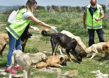 Sokak hayvanlarına büyükşehir şefkati