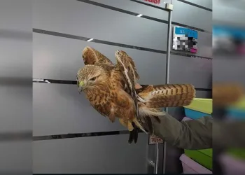 Yaralı kızıl şahin tedavi altına alındı